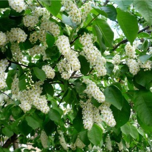 Черемуха Обыкновенная Ватери (Watereri)