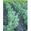 Сеянец ели голубой (от 10 см): фото и описание