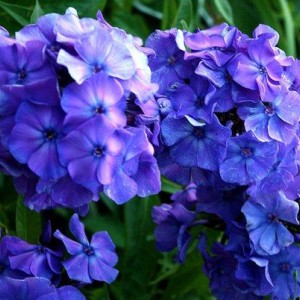 Флокс метельчатый Блю Бой (Blue Boy)