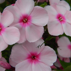 Output: Флокс метельчатый Брайт Айз (Bright Eyes)