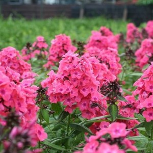 Флокс метельчатый Виндзор (Windsor)