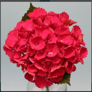 Гортензия Баллада (Ballade) (крупнолистная)