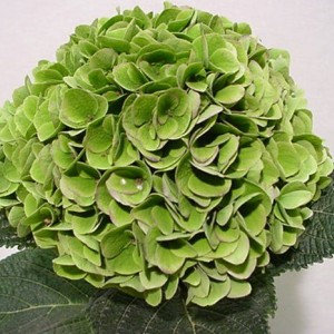 Гортензия Мэджикал Эмеральд (Magical Emerald) (крупнолистная)