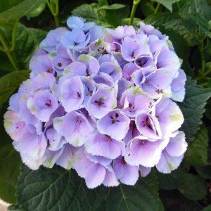 Гортензия Мэджикал Опал (Magical Opal) (крупнолистная)