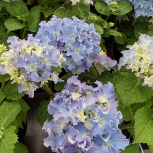 Гортензия Спайк (крупнолистная) (Spike)