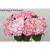 Саженец гортензии крупнолистной Мэджикал Фламенко (Magical Flamenco): фото и описание