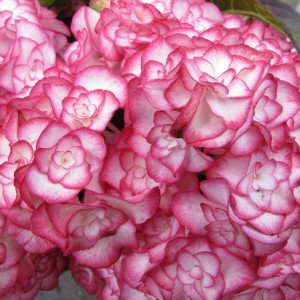 Гортензия Мэджикал Фламенко (крупнолистная) (Magical Flamenco)