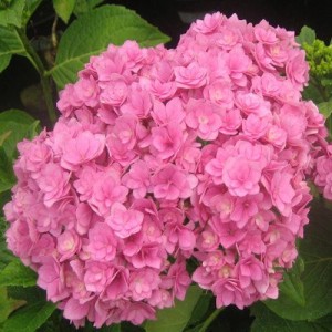 Гортензия Романс Пинк (Romance Pink) (крупнолистная)