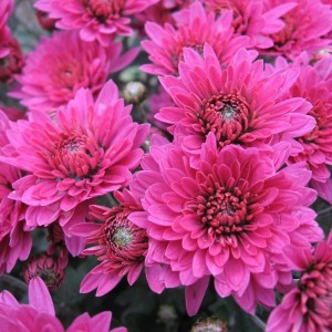 Хризантема Брандрим (Brandrim) (мультифлора/сиреневая)