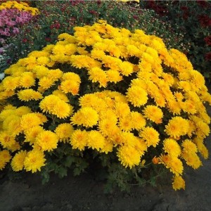 Хризантема Браниндио (Branindio) (мультифлора/жёлтая)