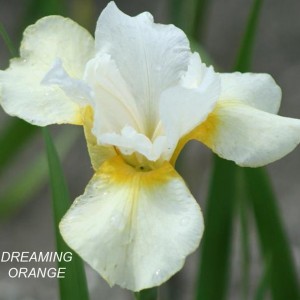 Ирис сибирский Дриминг Оранж (Dreaming Orange)