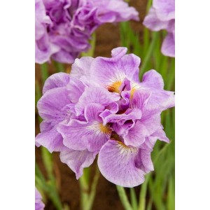 Ирис сибирский Пинк Парфе (Pink Parfait)