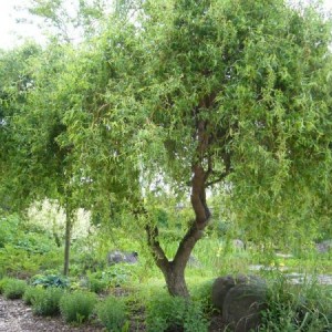 Ива Матсуды (Salix matsudana)