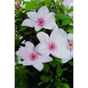 Клематис Жан-Поль II (Jan Paul II)