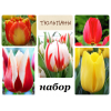 Луковиц тюльпанов (комплект №1 из 10 луковиц): фото и описание