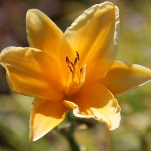 Лилейник Атен (Aten)