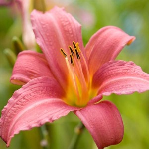 Лилейник Пинк Дамаск (Pink Damask)