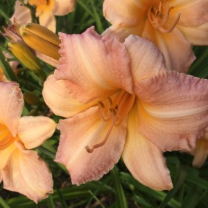 Лилейник Чилдренс Фестиваль (Childrens Festival)