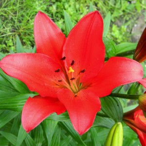 Лилия Коларес (Colares) ЛА-гибрид