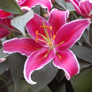 Лилия Дип Импакт (Deep Impact) (Воздействие) Восточный гибрид