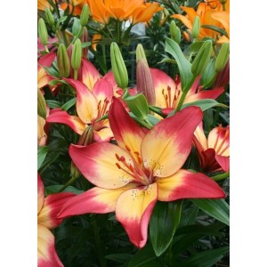 Лилия Хартстрингс (Heartstrings) AZ