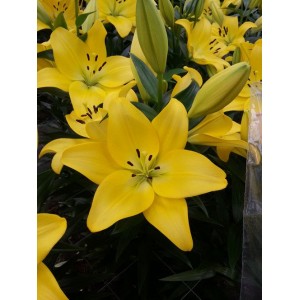 Лилия Малеско (Malesco)