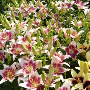 Лилия Строберри Энд Крим (Strawberry and Cream)