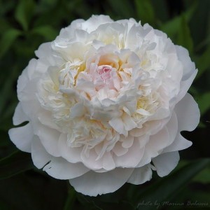 Пион Блаш Квин (Blush Queen)