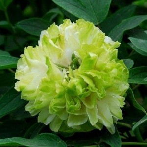 Пион древовидный Грин Джейд (Green Jade)