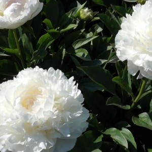 Пион Лиллиан Уайлд (Lillian Wild) - Б