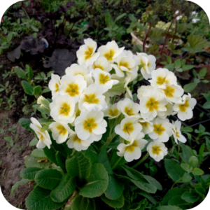 Примула Альба (Alba)