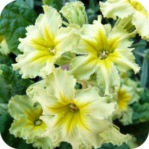 Примула Франческа (Francesca)