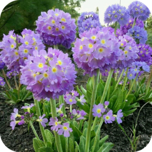 Примула Лайлак (Lilac)