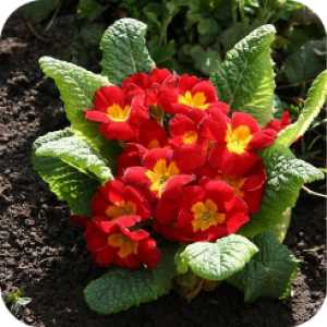 Примула Рубра (Rubra)