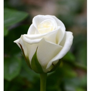 Роза Акито (Akito)