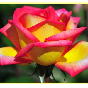 Роза Солидор (Solidor) - 2 (чайно-гибридная)