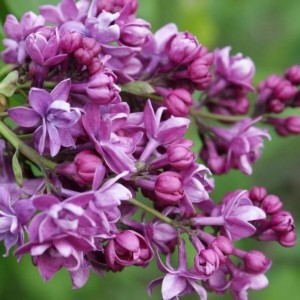 Сирень Аделаида Данбар (Adelaide Dunbar)