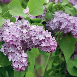 Сирень Лавандер Леди (Lavander Lady)