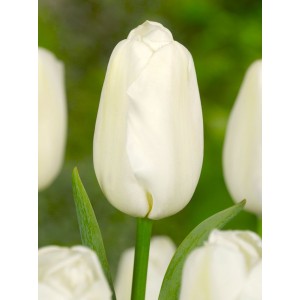 Тюльпан Сноуборд (Snowboard)