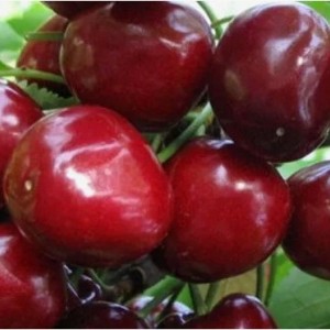 Черешня Бархатная