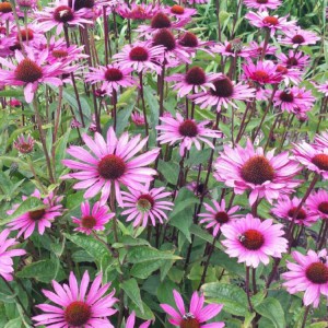 Эхинацея пурпурная Саммер Скай (Summer Sky)