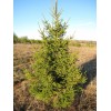 Саженец Ели Европейская 40-60 см: фото и описание