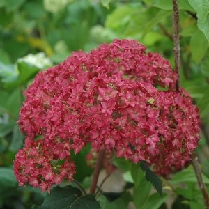 Гортензия Белла Анна (Bella Anna) (древовидная)