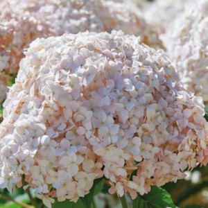 Гортензия Кэндибелл Маршмэллоу (Candybelle Marshmallow) (древовидная)