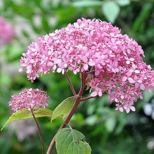 Гортензия Пинк Анабель (Pink Annabelle) (древовидная)