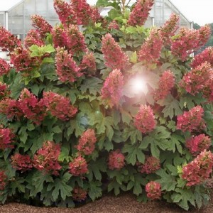 Гортензия Вимс Ред (Wim's Red) (метельчатая)