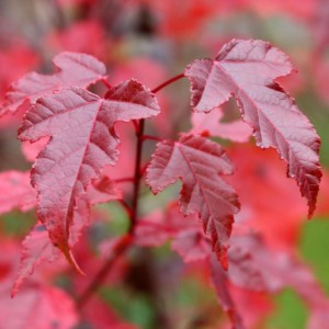 Клён Гиннала (сеянец до 20 см)