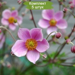 Комплект 5шт / Анемона японская Септембер Чарм (September Charm) - К
