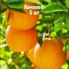 Саженцы Апельсина Верна - 5 шт.: фото и описание