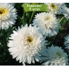 Саженцы астры альпийская Блонди (Blondie) - 5 шт.: фото и описание